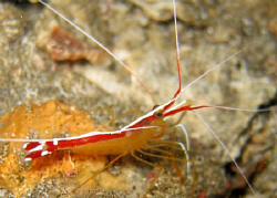 Dive and Trek, Anilao, Batangas by Bernard Maglana 